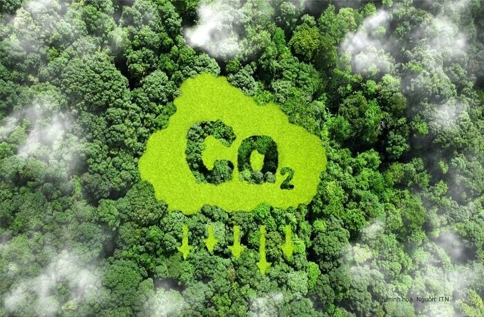 Chỉ được trao đổi, chuyển nhượng lượng kết quả giảm phát thải, tín chỉ carbon rừng sau khi được Bộ Nông nghiệp và Môi trường xác nhận