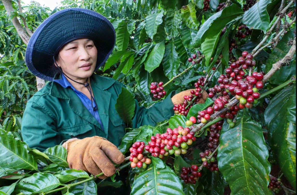Giá cà phê đang hồi phục sau thời gian suy giảm. Ảnh minh họa.