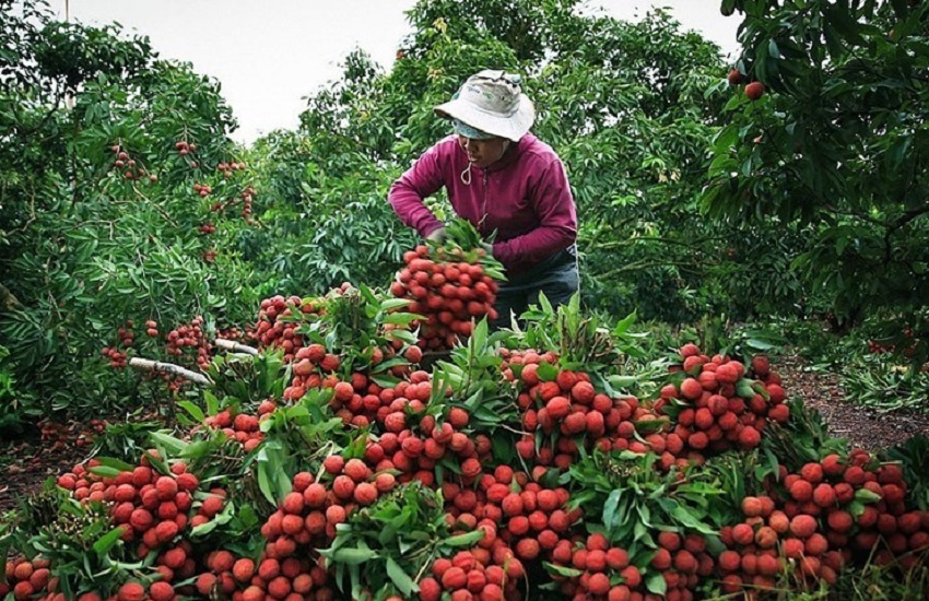 Triển khai đồng bộ nhiều giải pháp nhằm tạo thuận lợi cho hoạt động thu mua, lưu thông và Pg88vnd link khuyến  quả vải trong thời điểm chính vụ. Ảnh minh họa.