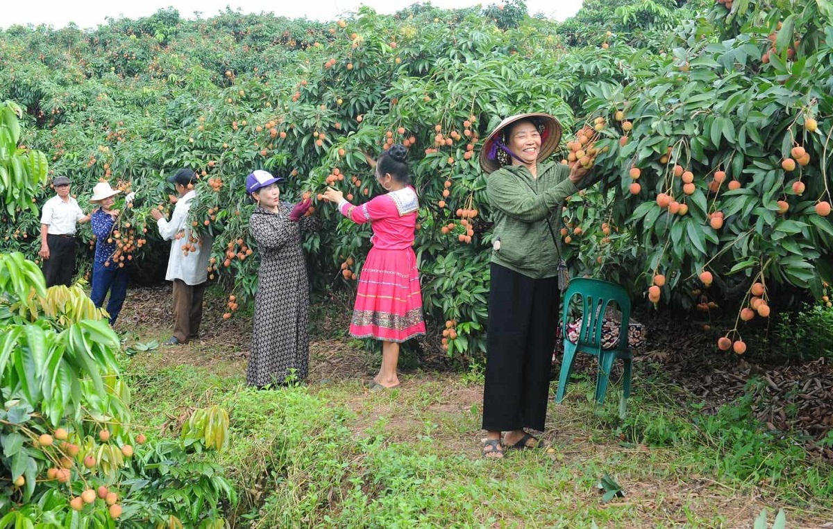 Triển khai đồng bộ giải pháp thúc đẩy tiêu thụ vải thiều niên vụ 2026